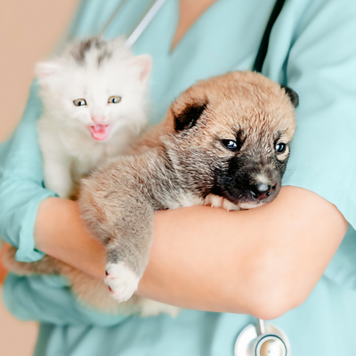 Veterinarian holding a kitten and a mongrel puppy