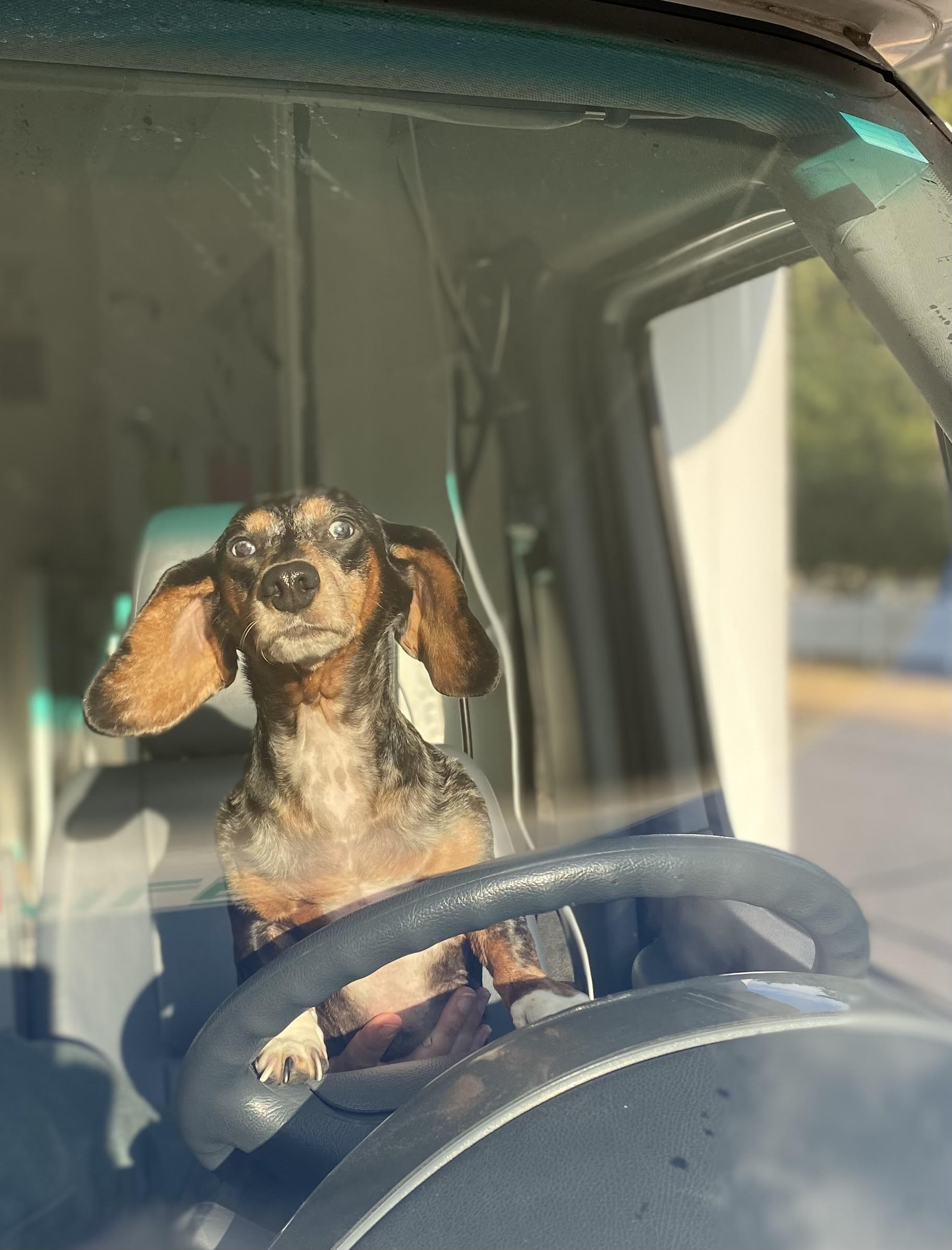 Hope Veterinary Oncology Services - dog driving