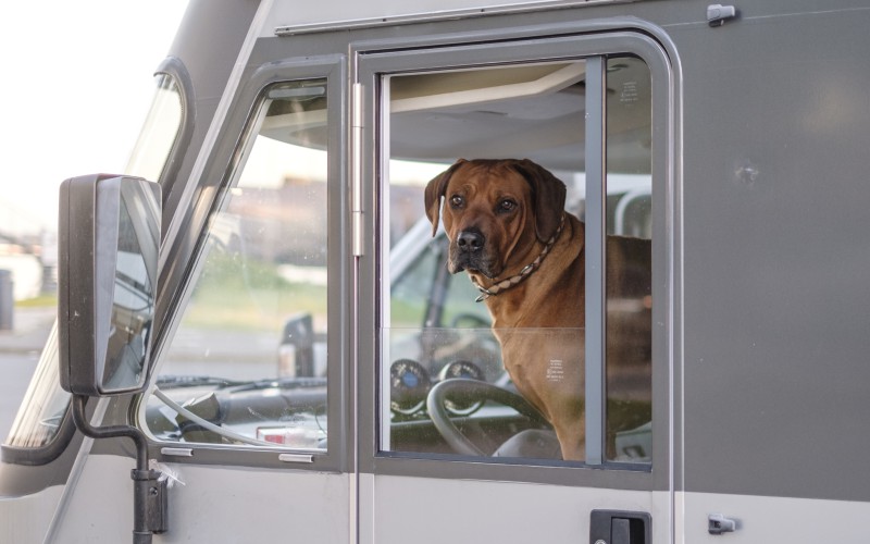 What Are Mobile Veterinary Oncology Services