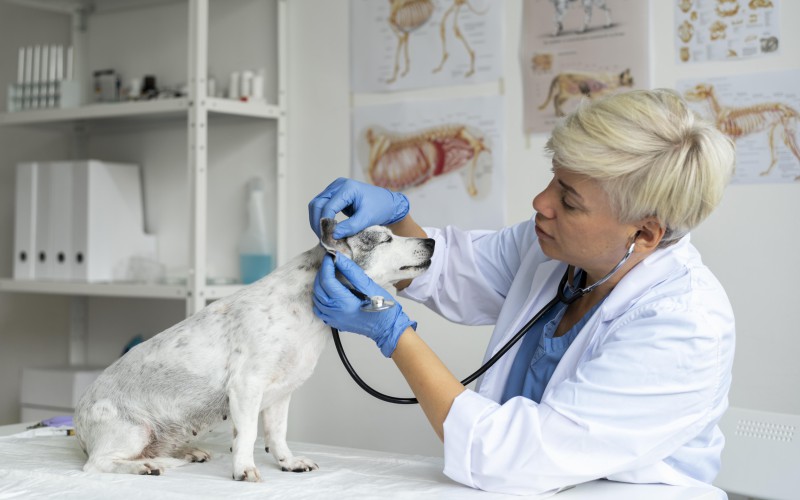 Limitations Of Remote Veterinary Oncology